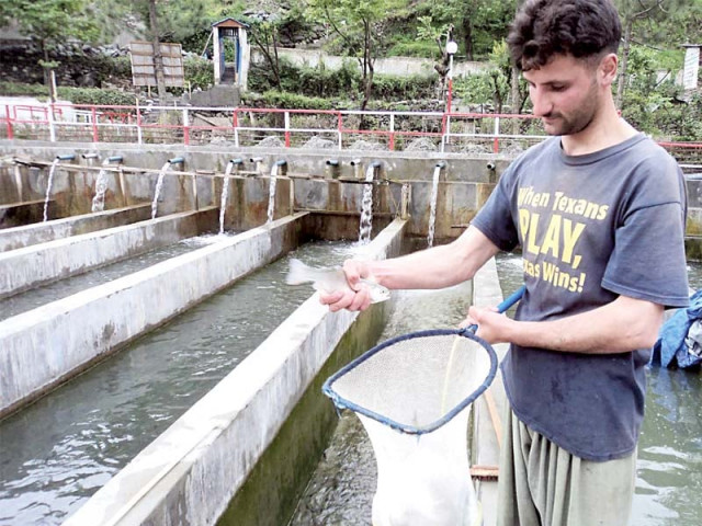 regaining lost ground after disaster fish farming in swat thriving once again regaining lost ground after disaster fish farming in swat thriving once again