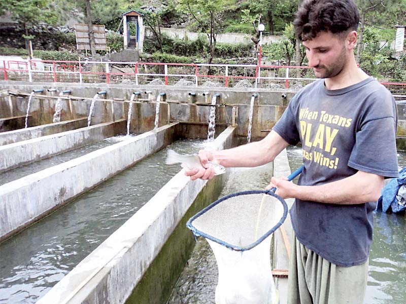 regaining lost ground after disaster fish farming in swat thriving once again