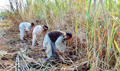 clearing the surplus millers to export 200 000 tons of sugar clearing the surplus millers to export 200 000 tons of sugar
