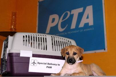 pamela adopts desi homeless puppy