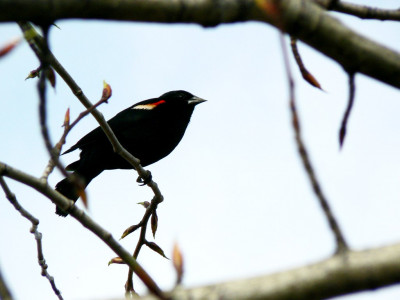 giving a hoot crowning the bird that chirps the most