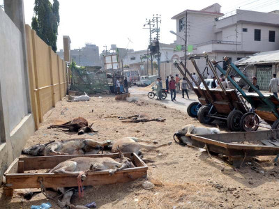 25 of lyari s donkeys pay the ultimate price