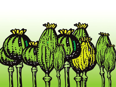 tribal cooperation growers decimate poppy fields in tor ghar district