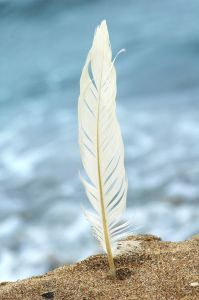 sand fly assault new disease takes the locals of chattar by surprise