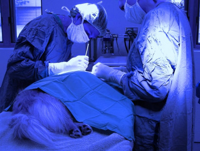 beast of burden sindh plans veterinary university in sakrand beast of burden sindh plans veterinary university in sakrand