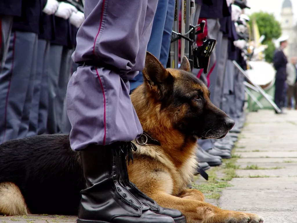 sniffer dog nabs smuggler hiding heroin in rectum sniffer dog nabs smuggler hiding heroin in rectum