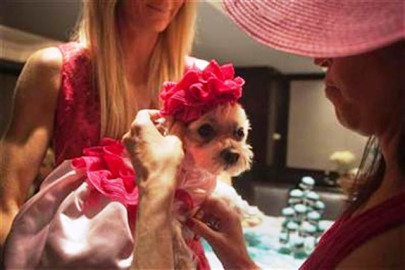 a dog to marry lucky and help others in need