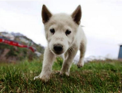 italy dog and cat tax muzzled after uproar