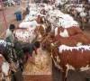 punjab eyes 1m livestock export
