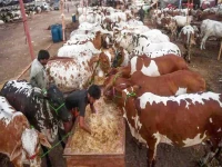 punjab eyes 1m livestock export