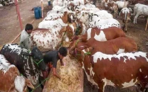 punjab eyes 1m livestock export