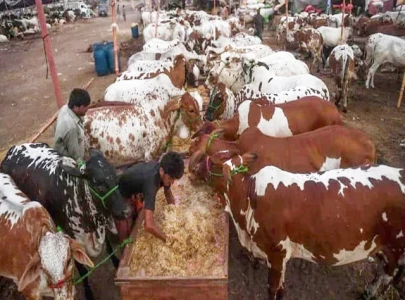 punjab eyes 1m livestock export