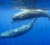 robot tracks sperm whale conversations