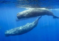 robot tracks sperm whale conversations