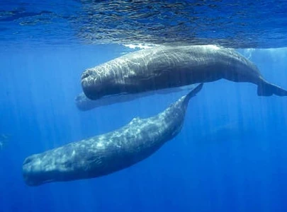robot tracks sperm whale conversations