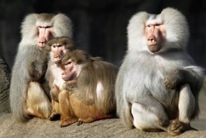 high ranking baboons are healthiest study