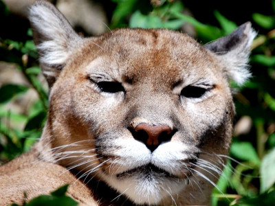 mountain lion ventures into crowded city