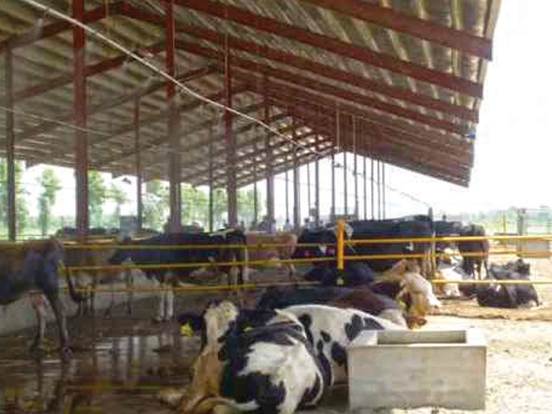 milk production in pakistan s milk production jk dairies is a front runner