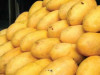 sau secures rs100m funding to improve mango exports