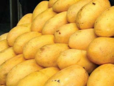 sau secures rs100m funding to improve mango exports sau secures rs100m funding to improve mango exports