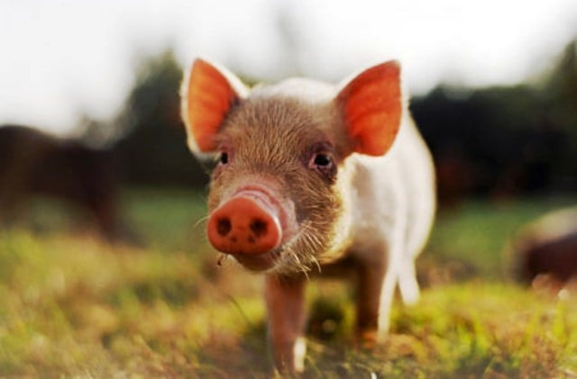 psychic pig to make euro tips psychic pig to make euro tips