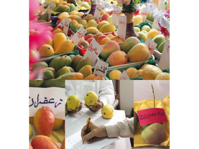king of fruits come and taste the khas mangoes of mirpurkhas king of fruits come and taste the khas mangoes of mirpurkhas