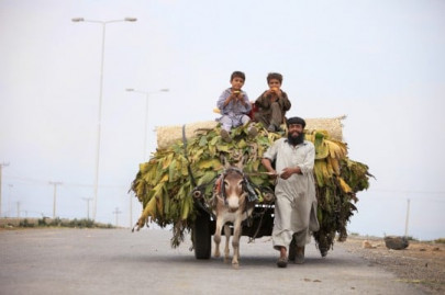 bananas being imported from india