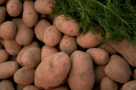 pm intervention sought for potato growers