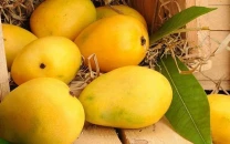 govt mulls special package to boost mango exports