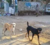 rabid dog mauls 16 people in kabirwala