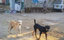 rabid dog mauls 16 people in kabirwala