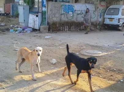 rabid dog mauls 16 people in kabirwala