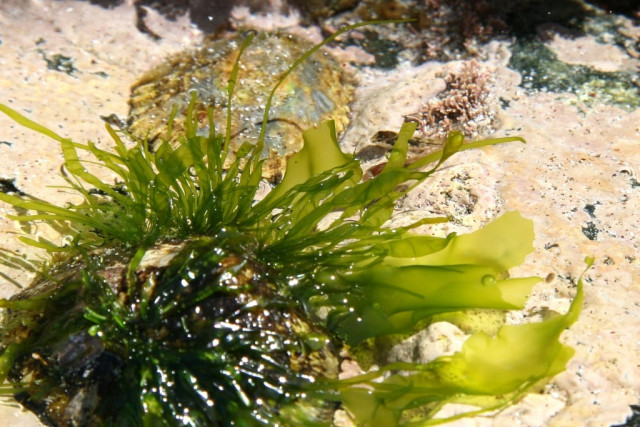 seaweed supplement may aid weight loss seaweed supplement may aid weight loss
