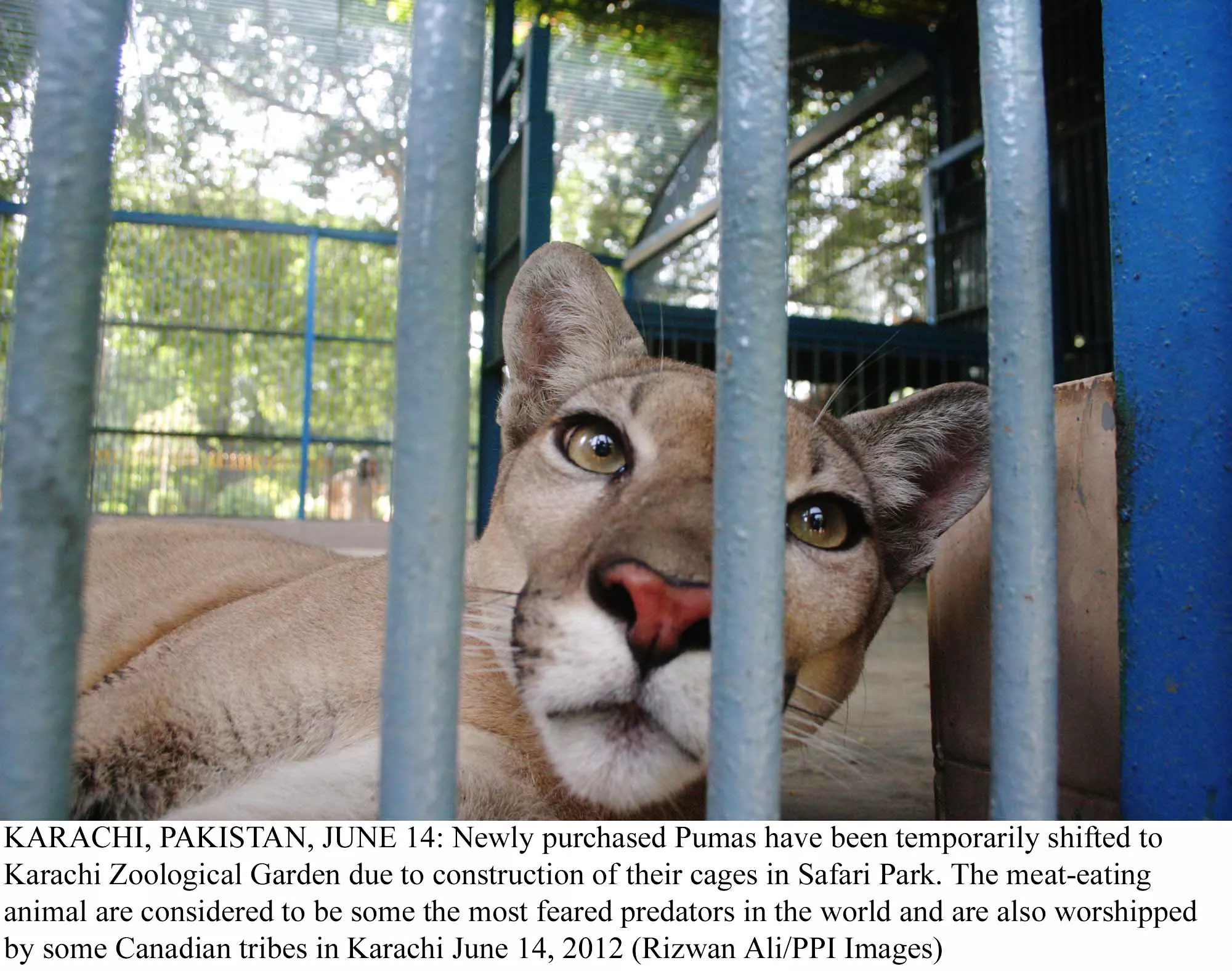 safari park to get bengal tiger african lion safari park to get bengal tiger african lion