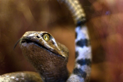 not a snake bite wife accused of plotting husband s murder