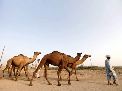 meat and dairy in camels experts see non existent export opportunity