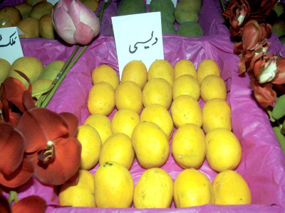 mango export packaging requirements hold back small farmers mango export packaging requirements hold back small farmers