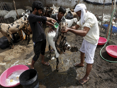 is it necessary for animal sacrifice to take place in homes is it necessary for animal sacrifice to take place in homes