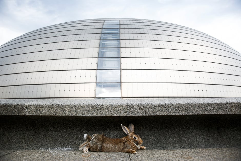 A pet rabbit sits in front of the National Centre for the Performing Arts in Beijing, China. PHOTO: REUTERS