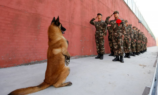 an army dog sits up as retiring soldiers salute their guard post in jiangsu province suqian china photo reuters
