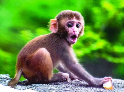 monkeys will never be able to write shakespeare