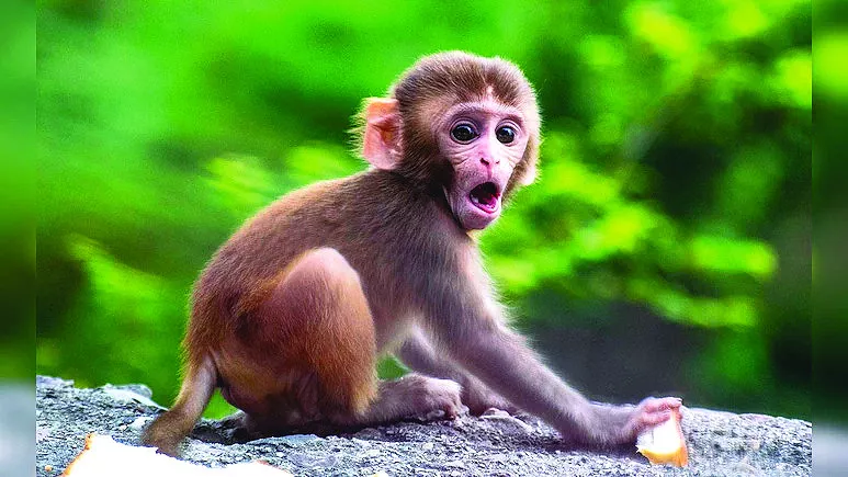 there is not enough time in the universe for a single monkey to randomly type banana photo file there is not enough time in the universe for a single monkey to randomly type banana photo file