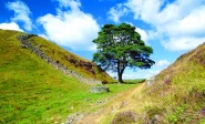 the tree had stood for nearly 200 years photo file
