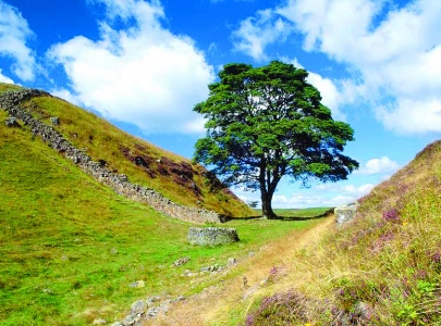 uk court convicts duo of felling historic tree uk court convicts duo of felling historic tree