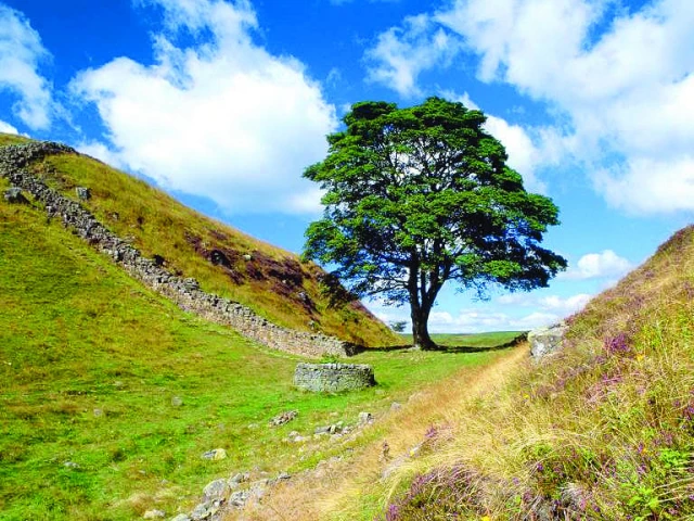 the tree had stood for nearly 200 years photo file the tree had stood for nearly 200 years photo file
