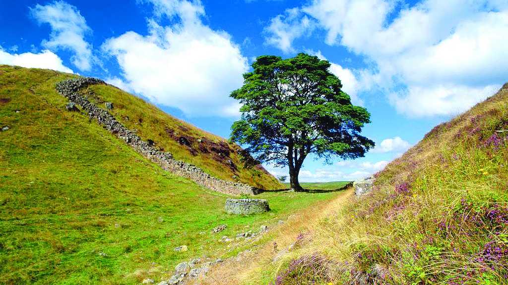 the tree had stood for nearly 200 years photo file the tree had stood for nearly 200 years photo file