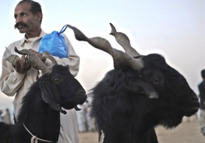 prices of hides increase with those of livestock