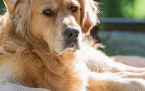 a woman is suing the irs to claim her dog as a tax dependent a woman is suing the irs to claim her dog as a tax dependent