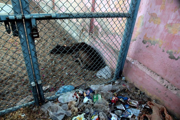 This animal lies in the mud listlessly. Visitors complain that the zoo resembles an animal graveyard. PHOTO: ATHAR KHAN/EXPRESS