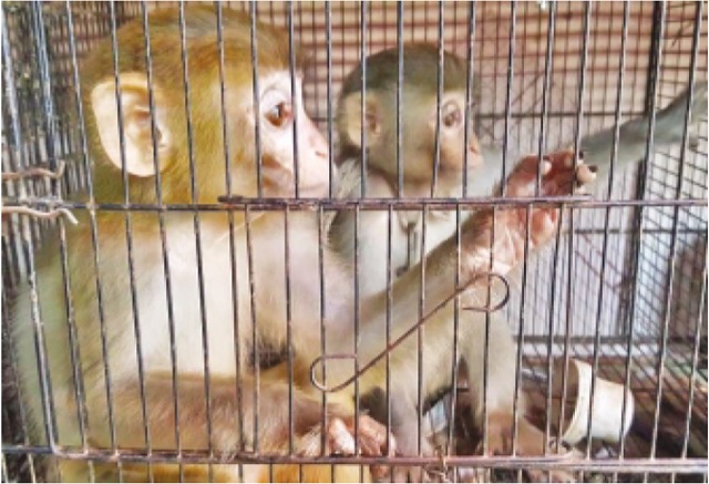 four monkeys rescued from karachi s empress market